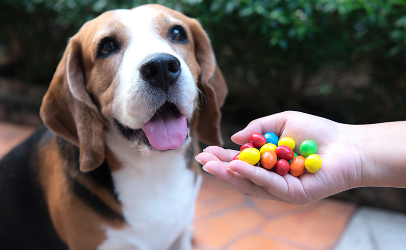 犬がチョコレートを食べたらどうなる？