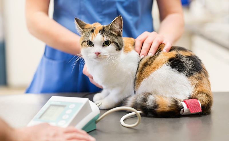 動物病院で検査を受ける猫