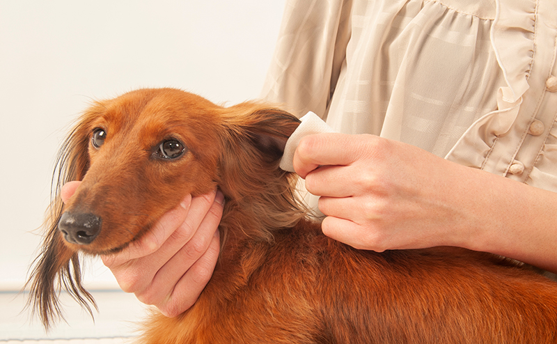 犬の外耳炎の治療費はどれくらい？