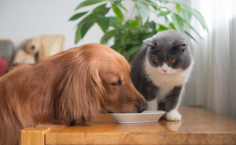 水を飲む犬と見ている猫