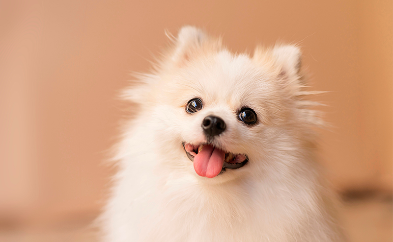 笑顔のポメラニアン