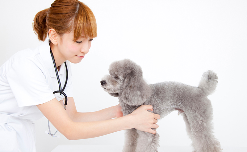 犬の皮膚を観察する女性の獣医師