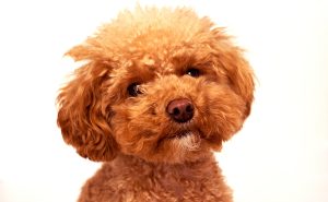 トイプードル