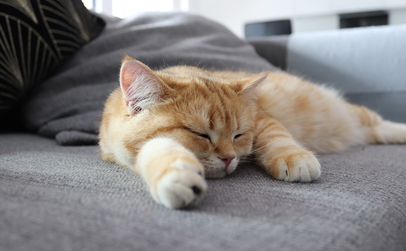 ベッドに寝転ぶ猫