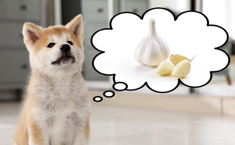 犬はニンニクを食べても大丈夫ですか