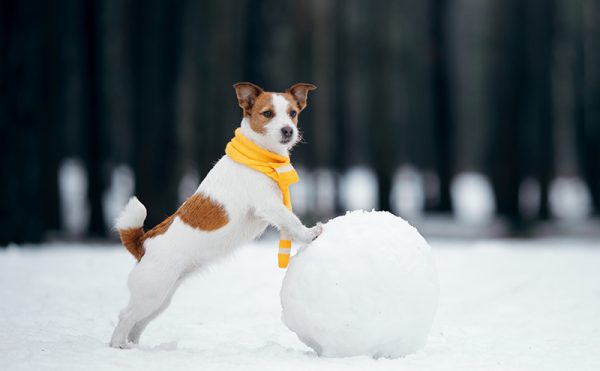 犬が寒いと感じる温度
