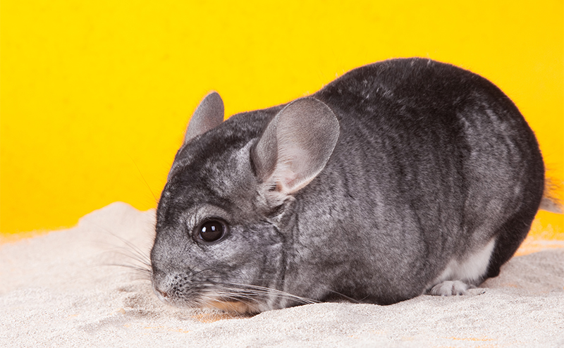 チンチラの飼い方