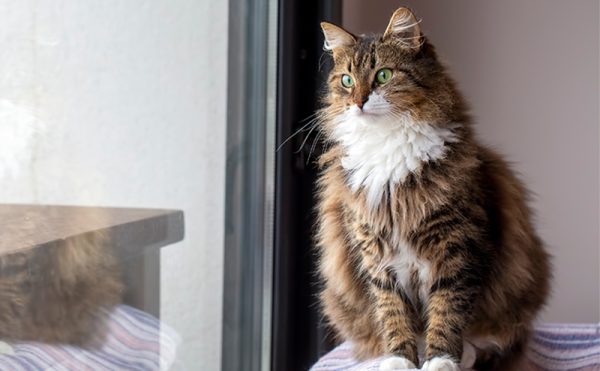 外を見るノルウェージャンフォレストキャット