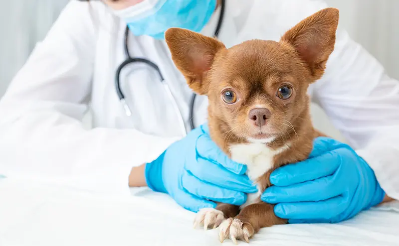 犬の保険はどこがいい？おすすめペット保険の選び方と比較ポイント