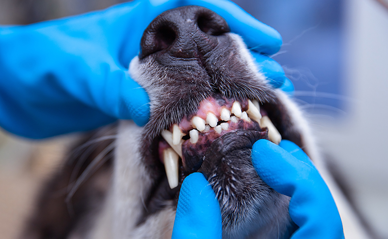 犬の歯茎からわかる病気