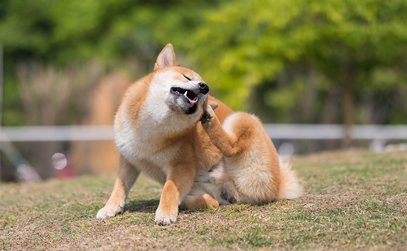 犬の花粉症のよくある症状