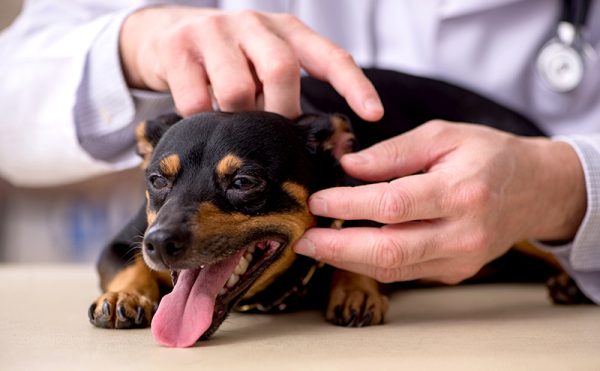 犬の皮膚を検査する獣医師