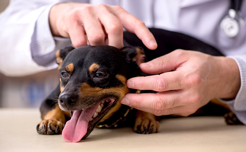 犬の皮膚を検査する獣医師