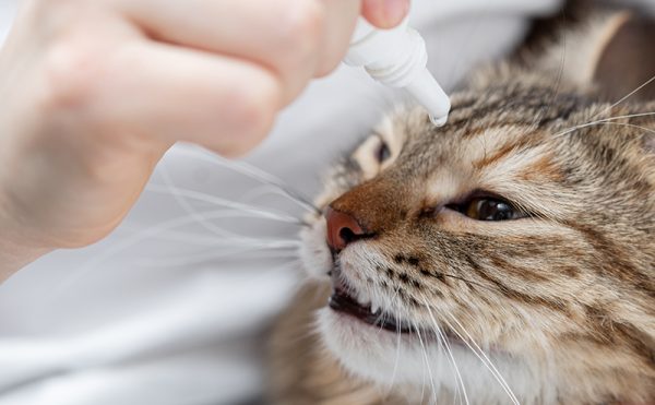 猫の結膜炎はどれくらいで治る？