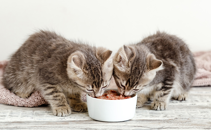 ご飯を食べる2匹の猫