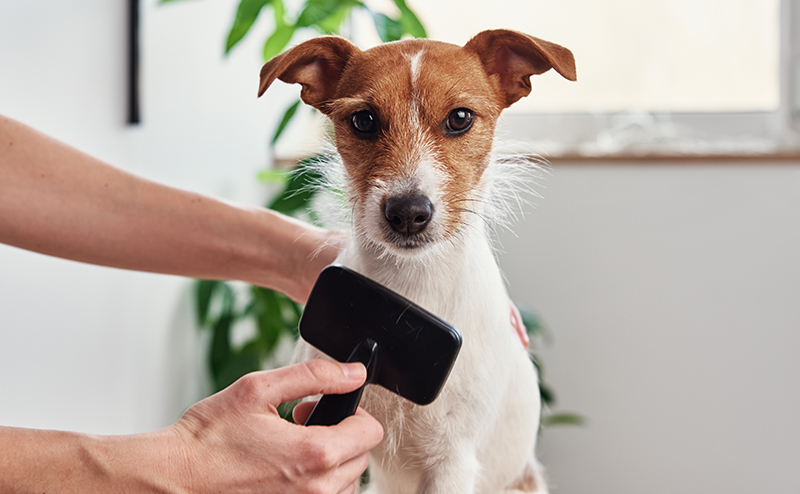 ブラッシングをされる犬