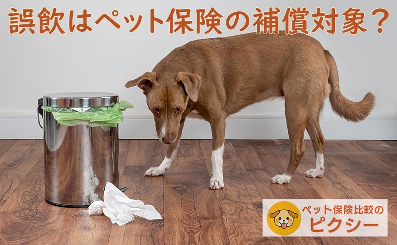 ペット保険で異物誤飲は補償される？