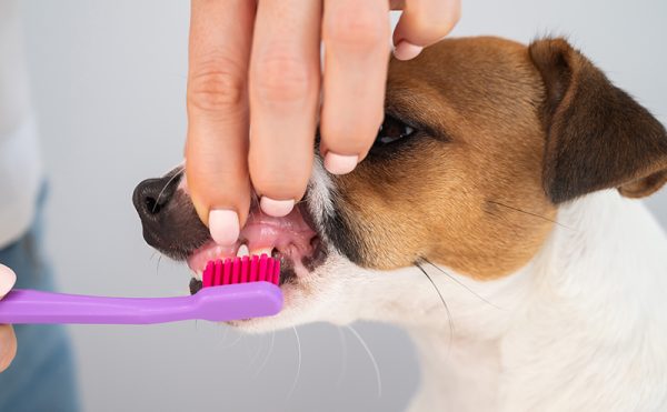 犬の歯周病の治療費用は保険適用？