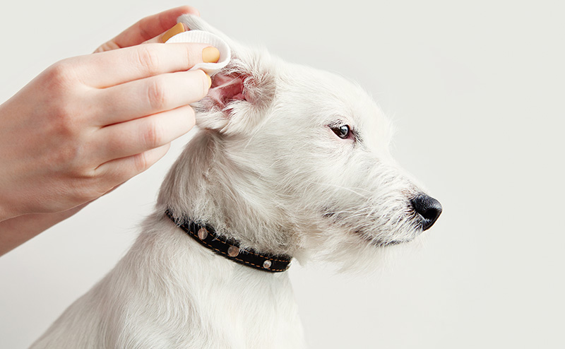 犬の耳を健康に保つ方法　