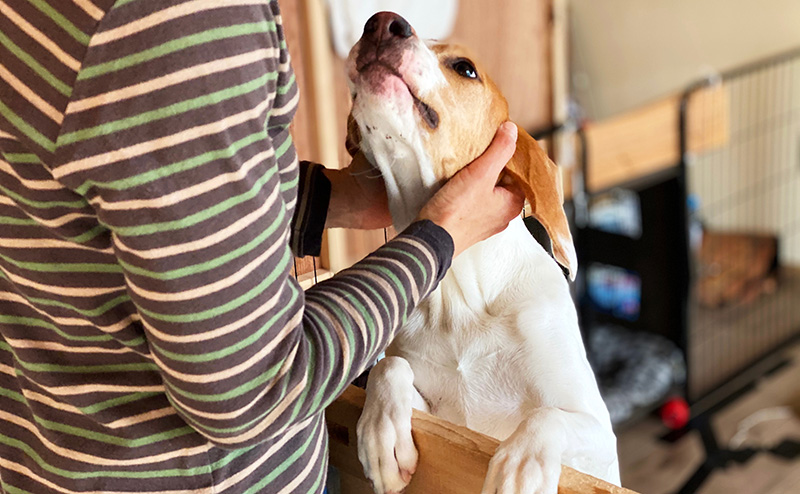 飼い主に撫でられている犬
