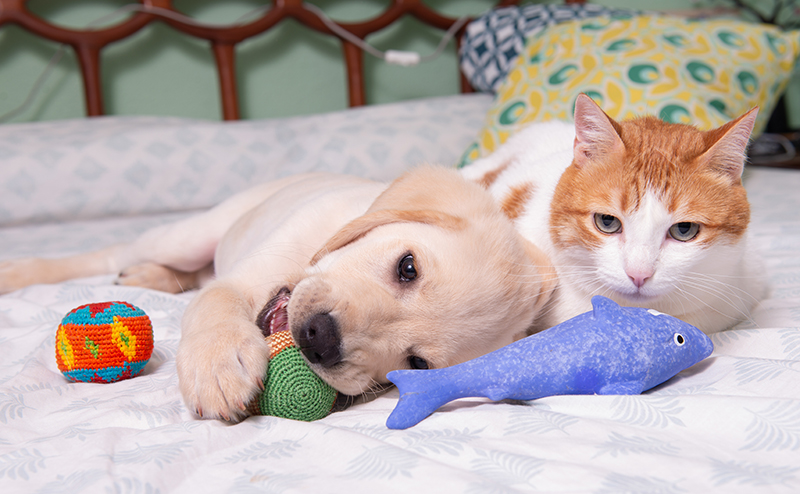 おもちゃで遊ぶ犬と猫