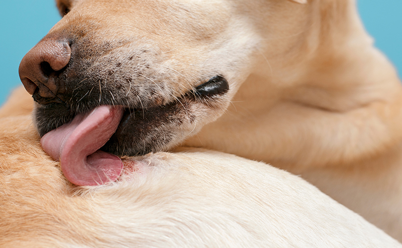 自分の体をなめる犬