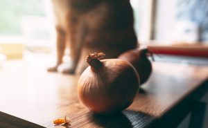 猫 ネギ 食べ た – 猫にネギはあげてはダメだ