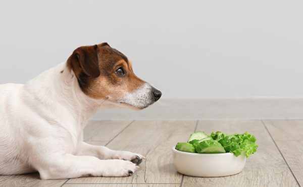 犬はきゅうりを食べられる？