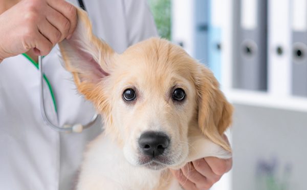 犬の耳血腫とは？