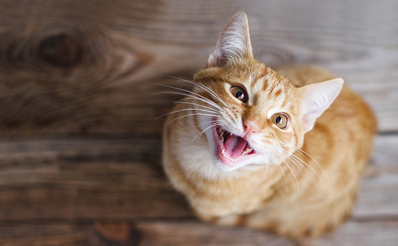 鳴いて何かを訴える猫