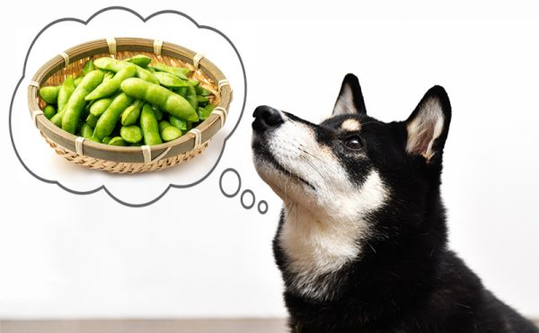 犬は枝豆を食べられる？