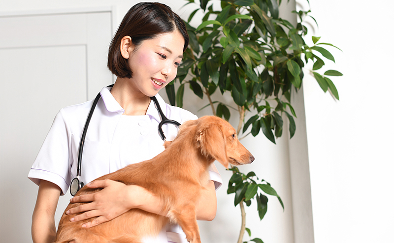 動物病院で診察を受ける犬