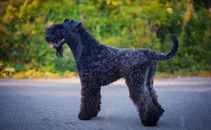 ケリーブルーテリア