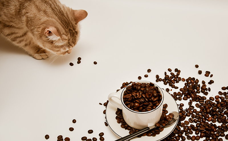 コーヒー豆の「かす」に注意！