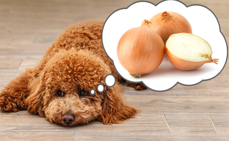 犬は玉ねぎを食べられる？