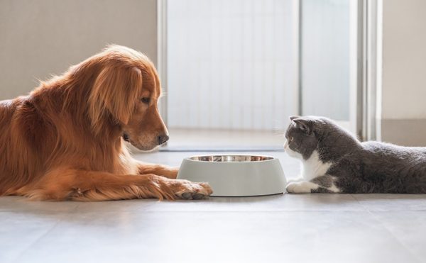 犬と猫は仲良く暮らせる？