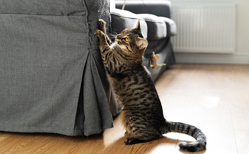 ソファで爪とぎをする猫