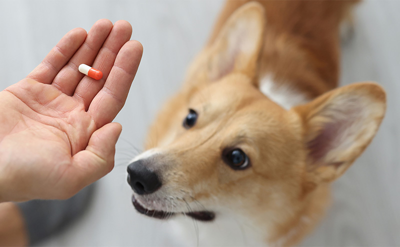 犬の薬の飲ませ方