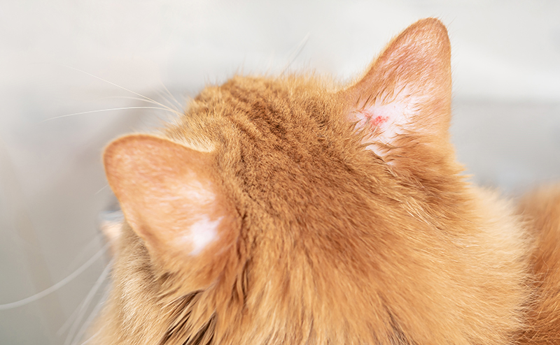 猫の真菌やカビによる感染症とは？