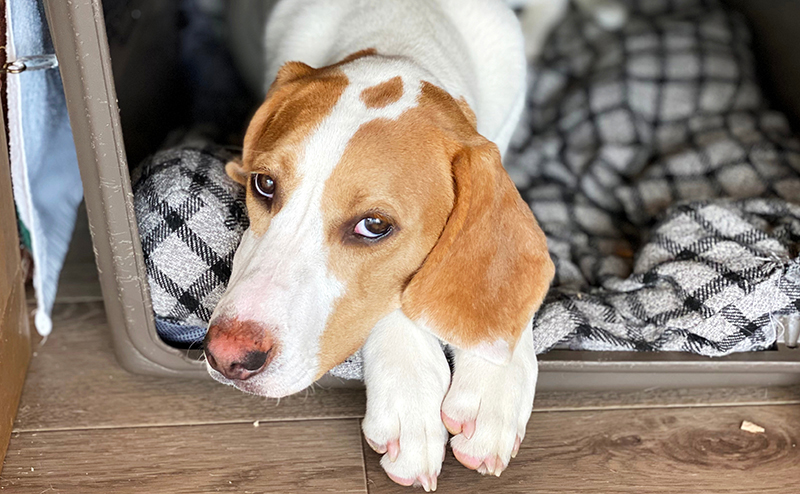 クレートの中からうらめしげに見つめる犬