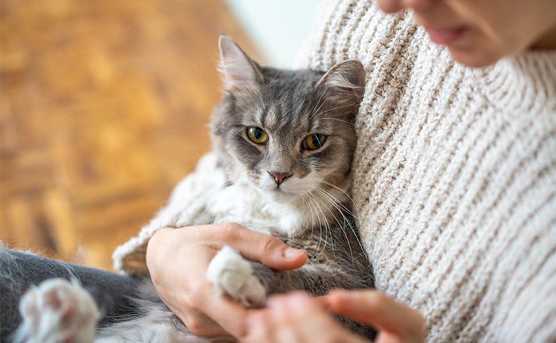 飼い主とくっつく猫
