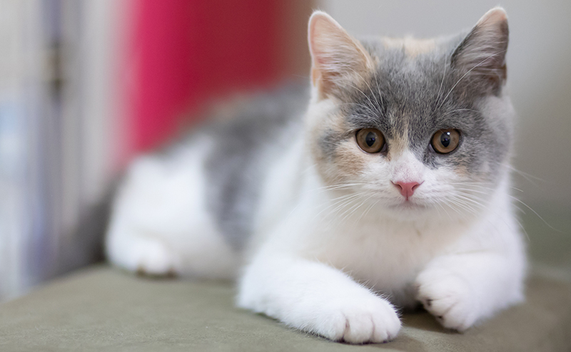 おうちでくつろぐマンチカンの子猫