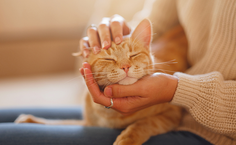 人間の手に包まれる猫