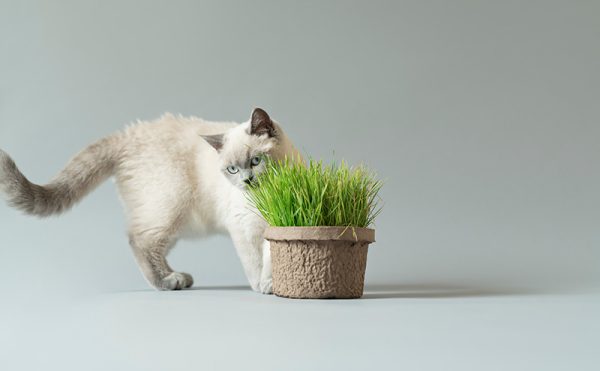 猫と猫草