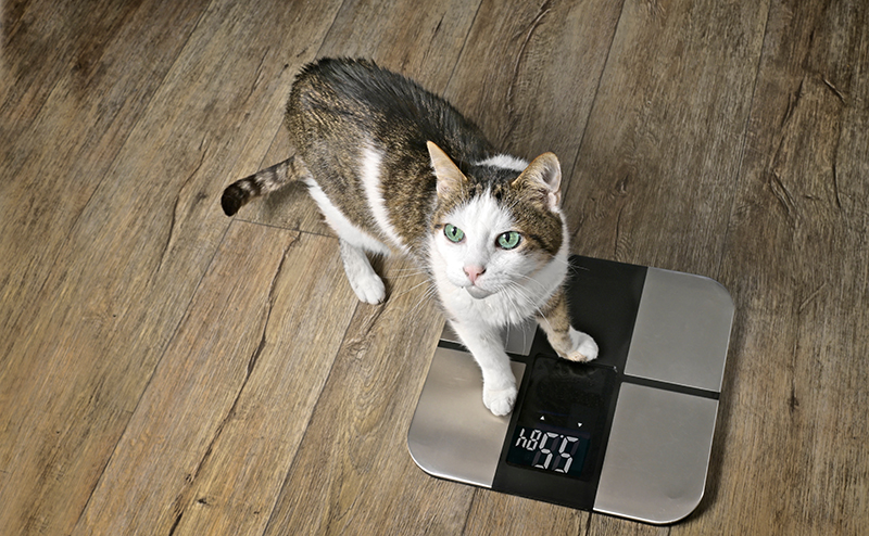 猫の体重の測り方
