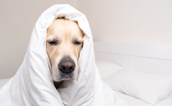 布団にくるまった元気のない犬