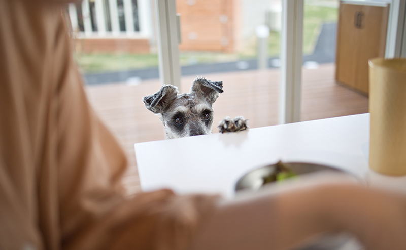 犬の誤飲を防ぐための対策