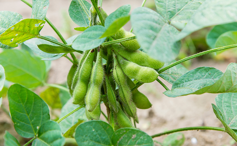 枝豆の栄養素
