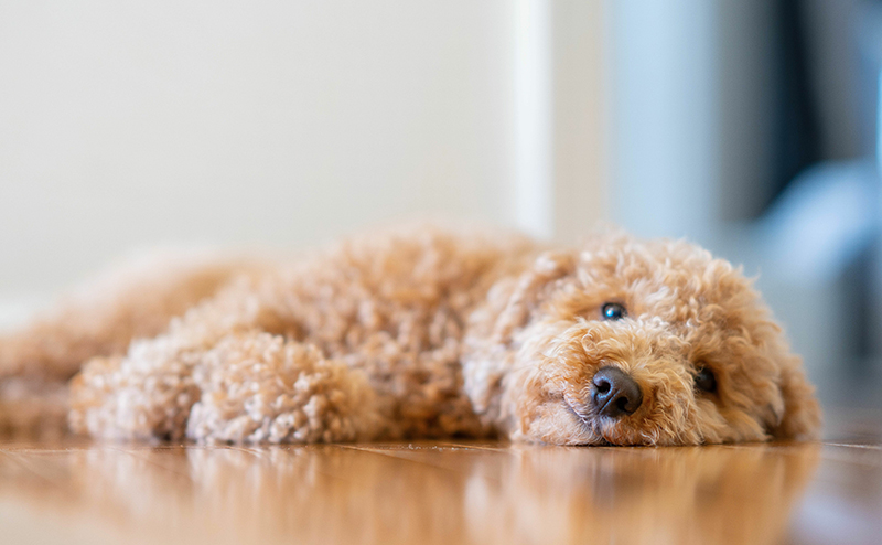 犬の膝蓋骨脱臼（パテラ）を徹底解説