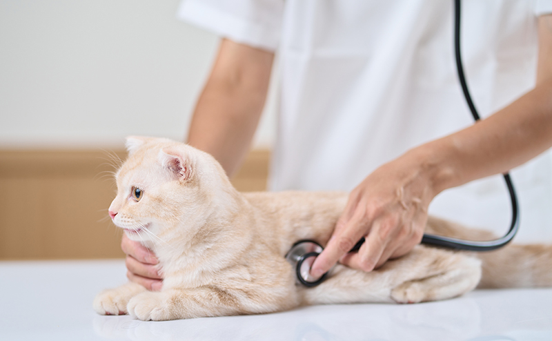 子猫に聴診器をあてる獣医師